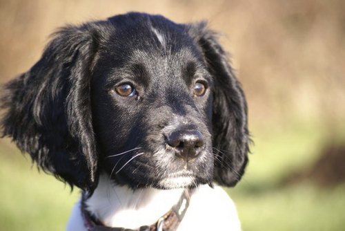 AlphavetRisca's profile picture. We are a small animal veterinary practice established in 1996.  In addition to all the usual services we also accept referrals in orthopaedics from a wide area.