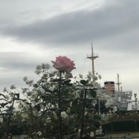 apricot.KF (@kf_apricot) 's Twitter Profile