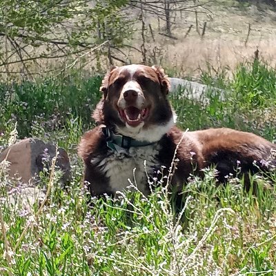 KouroshAmini1's profile picture. 