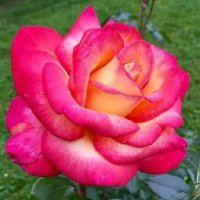 Rose Justice (@yiamaste) 's Twitter Profile