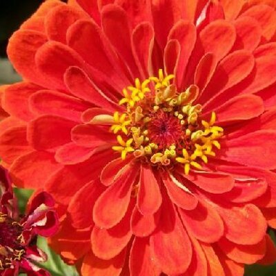 mcscholte's profile image
