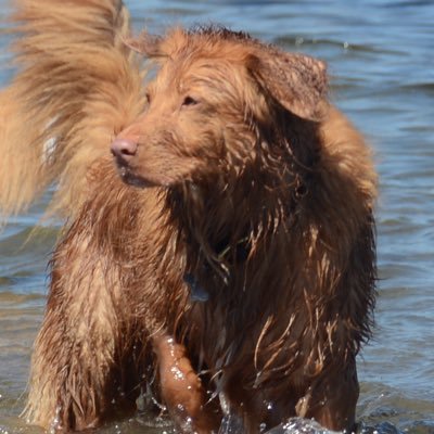 🤗 Nova Scotia Duck Tolling Retrievers. Montreal Canadiens. #GoHabsGo #BlueJays #WeTheNorth #F1 #TwitterSucks #RIPTwitter