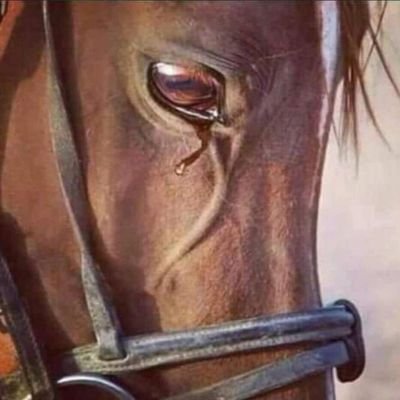 ‏الايمان يمان والحكمة يمانية