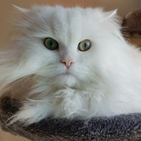 #catsoftweeter(@pussycatsdev) 's Twitter Profile Photo