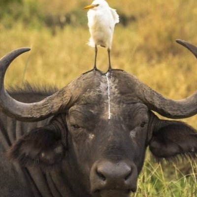 BuffaloScrubber's profile picture. 
