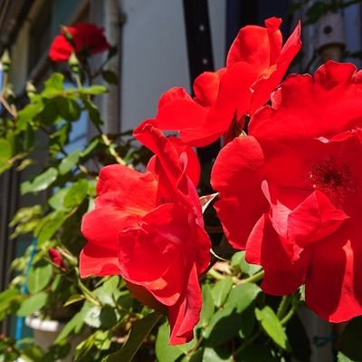 お花が好きな主婦です。毎日何かと忙しいです。健康面は主人がバッチリ管理してくれています。そんなのんきな主婦です。