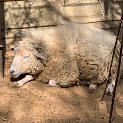 ham_burdock's profile picture. オールヘヴィ ワッパーアド