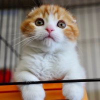 nekoto. (@nekoto_info) Twitter profile photo