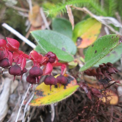 Botánica | Fotografía