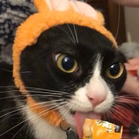 Official Basiltux! 🧡 Felix(@BasilTux) 's Twitter Profile Photo