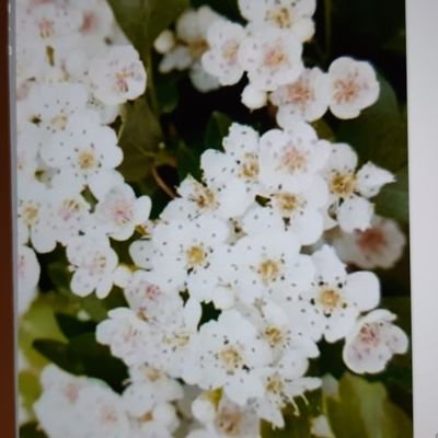 ◼️1枚ずつにも対応【ファンクラブ限定品につき希少】舟木一夫DVD７枚 ◼️1枚ずつにも対応【ファンクラブ限定品につき希少】舟木一夫DVD7