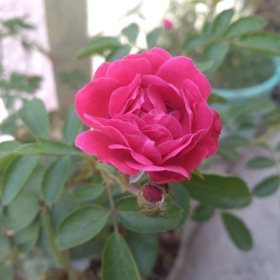 @AgreUjwala