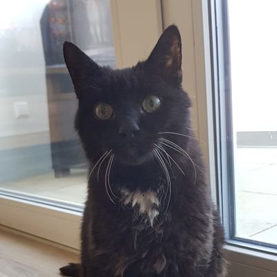 Sprechender Kater mit Internetzugang.
Laborunfall.