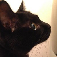 空豆🐾 (@soramame170) 's Twitter Profile Photo 空豆🐾 (@soramame170) 's Twitter Profile Photo
