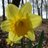 sunnydaffodils's profile image