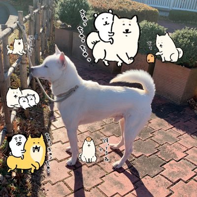 1989年から紀州犬一筋レオ、コスモ、そして現在は三代目のカイト2014.12.22生まれ、2015.2.5〜 快永号 FD3S SPIRIT Rオーナー（2002.6.26〜）ステップワゴン（RK1）、PCX（JK05）平日休みです。X JAPANが好き