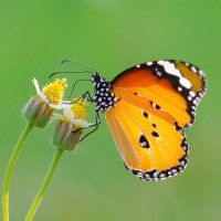 kelebekciks (@kelebekciks) Twitter profile photo