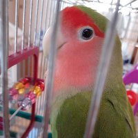 とりさん (@_torisa_n_) 's Twitter Profile