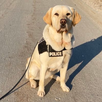 Peace is an Explosives Detection K9 from ATF now working in Omaha NE, for OPD w/her handler Dan Torres. Peace is trained to find explosives/firearms/casings