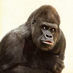 しゃべるゴリラ Talk Gorilla877 Twitter しゃべるゴリラ Talk Gorilla877 Twitter