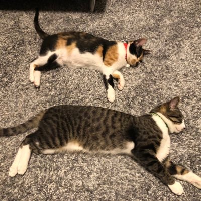 pXxFDn2CJPwYrKF's profile picture. 