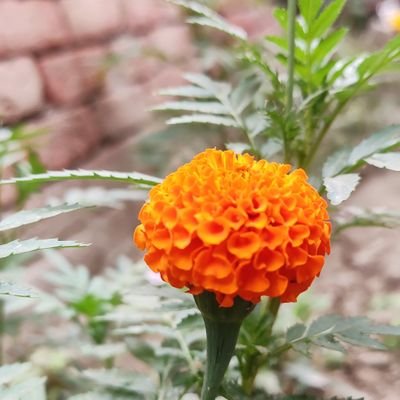 Lakhi775's profile picture. 