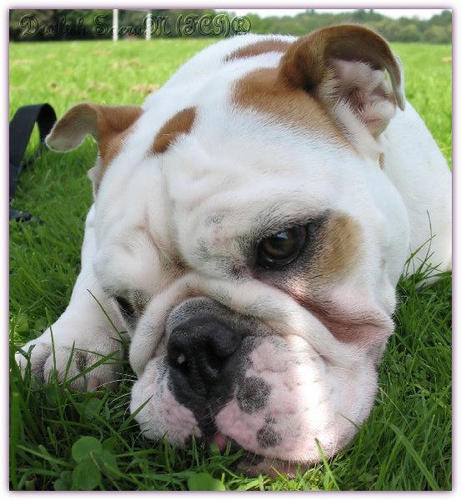 kamcia_666's profile picture. English Bulldogs and P!nk are my life!
http://t.co/wSzhxJSopp