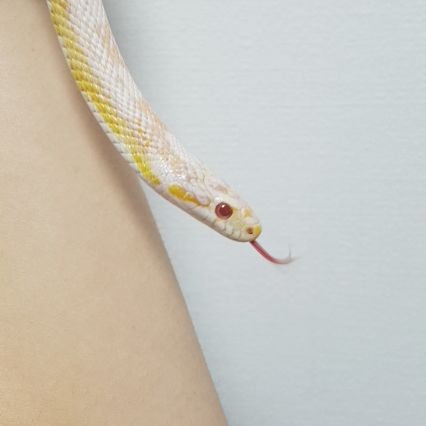 bANaNapo7's profile picture. 2020.3.20 바나나🍌💛 호기심쟁이 밥잘먹고 똥잘싸는 착한뱀이라 초보집사는 그저 감사할따름😘