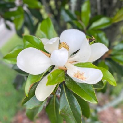 NikoleAlma's profile picture. 