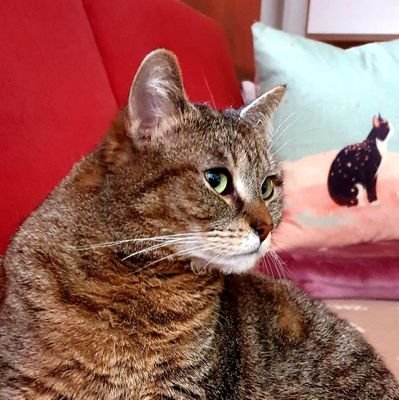 BlackCatLADY5's profile picture. Ich bin kein Vogel,kein Netz kann mich fangen