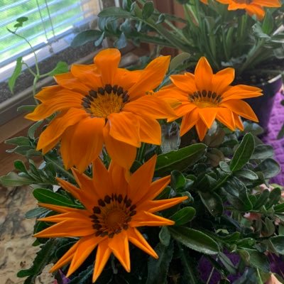 peonie_me's profile picture. 