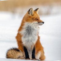 Action Against Foxhunting Shropshire (@shrophire) 's Twitter Profile Photo Action Against Foxhunting Shropshire (@shrophire) 's Twitter Profile Photo