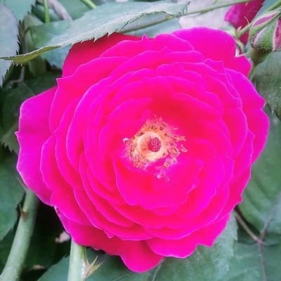 nuzhatbashir96's profile picture. 