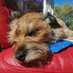 Alfie (@impishalfie) Twitter profile photo Alfie (@impishalfie) Twitter profile photo