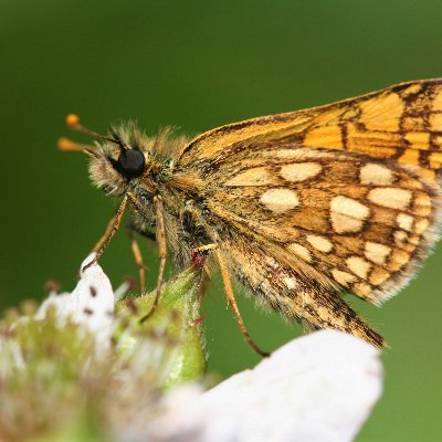 BontDikkopje's profile picture. 