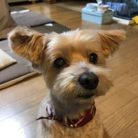 はっしー (@tlctm7h8wdwnthx) 's Twitter Profile Photo