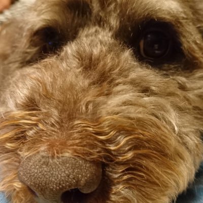 Ryo_kawagu's profile picture. 東北大学 化バイ 12組 C0 フランスI(大学)