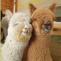 LAMA TÜKÜRÜĞÜ (@dudu58934314) Twitter profile photo