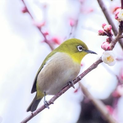 makotoko17's profile picture. 