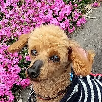 kamihtj's profile picture. ゆずの岩沢厚治くんと幼なじみです（父親同士が二十歳頃からの友人で、生まれる前から家族ぐるみでの付き合い）。 空手三段、囲碁（野狐六段）。
FXでそれなりに稼いだので田舎に移り住んでセミリタイア生活中。