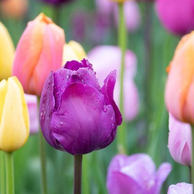 BasiEstrada's profile picture. 