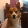 staghill's profile picture. 英国非著名大学移动卫星🛰️通信，现在干餐饮