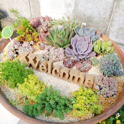 芽吹 多肉植物 Ibukinotaniku Twitter 芽吹 多肉植物 Ibukinotaniku Twitter