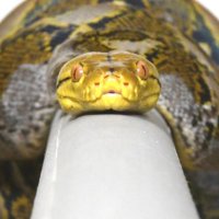 ICBJournal@sicb.org (@icb_journal) 's Twitter Profile Photo
