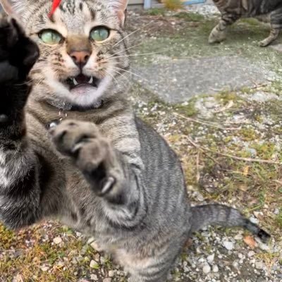 ねこかわらそばさんのプロフィール画像
