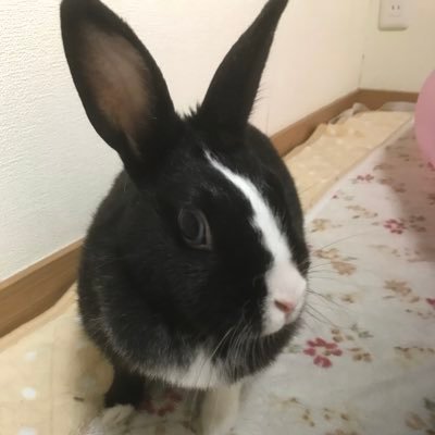 キティのママさんのプロフィール画像
