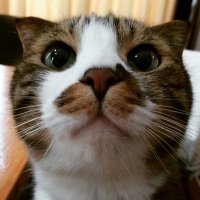 はむ (@syouyuuuuu) Twitter profile photo