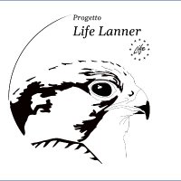 Lifelanner (@lifelanner) 's Twitter Profile Photo