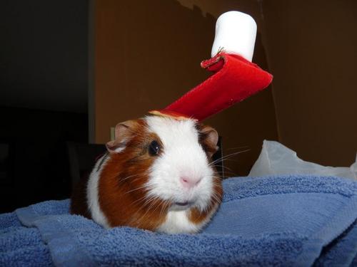 squealingpiggie's profile picture. 