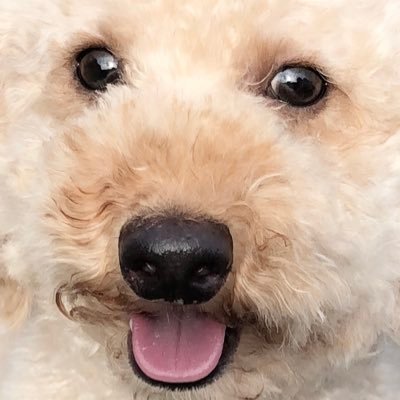 犬のりたろう V Twitter ママの話よく聞いてるりったん 今日は暑いですね トイプードル 犬のりたろう 愛犬 犬好きな人と繋がりたい